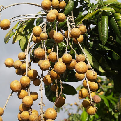 planting longan seeds Dwarf Longan Fruit Seeds for Planting – Heirloom, Non-GMO, Tropical, F – Pure Asia Seeds