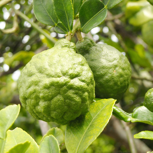 Bergamot Orange Seeds