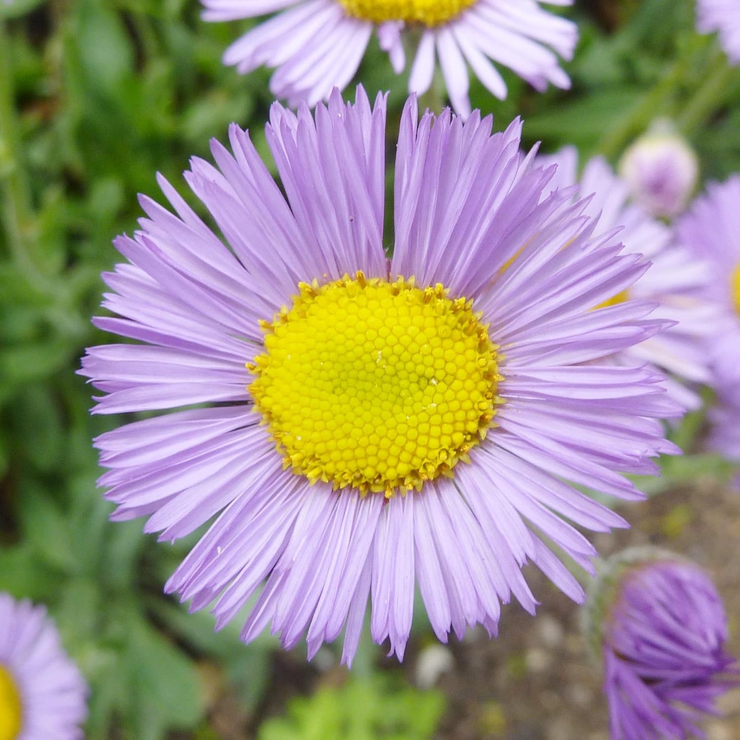 Erigeron Speciosus Flower  Seeds
