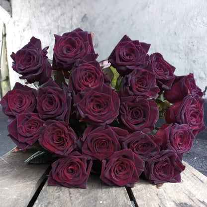 Rosa Black Baccara Flower Seeds