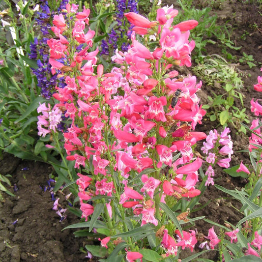 Penstemon Barbatus 'Rondo' Flower Seeds