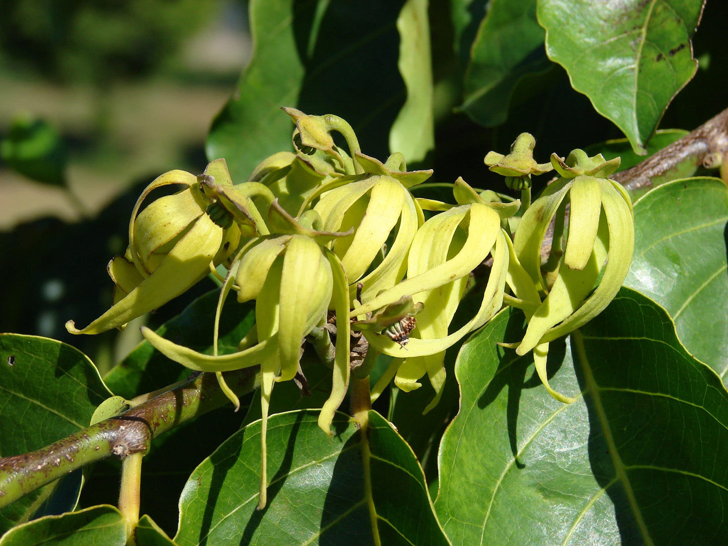 Ylang-Ylang Flower Seeds