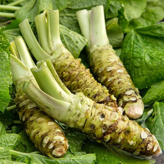 Semi di verdure Wasabi