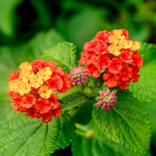 Lantana Urticoides Flower Seeds