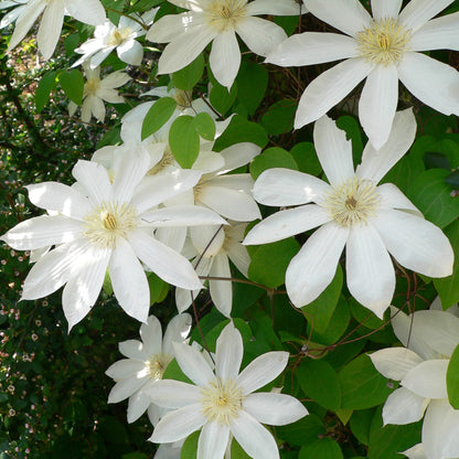 Clematis 'Henryi' Flower Seeds