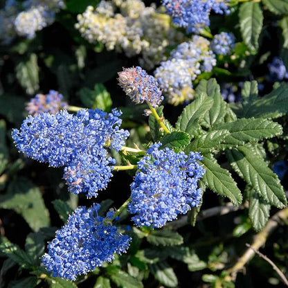 Creeping Mountain Lilac Shrub Seeds