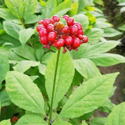 Amerikanische Ginseng-Kräutersamen