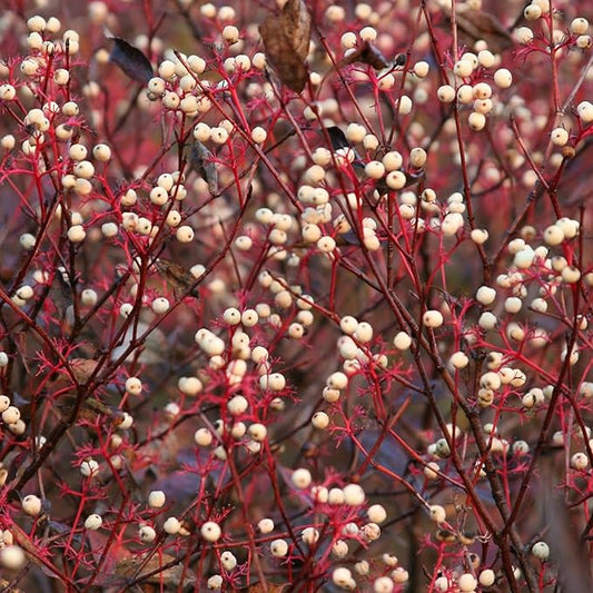 Red Twig Dogwood Shrub Seeds