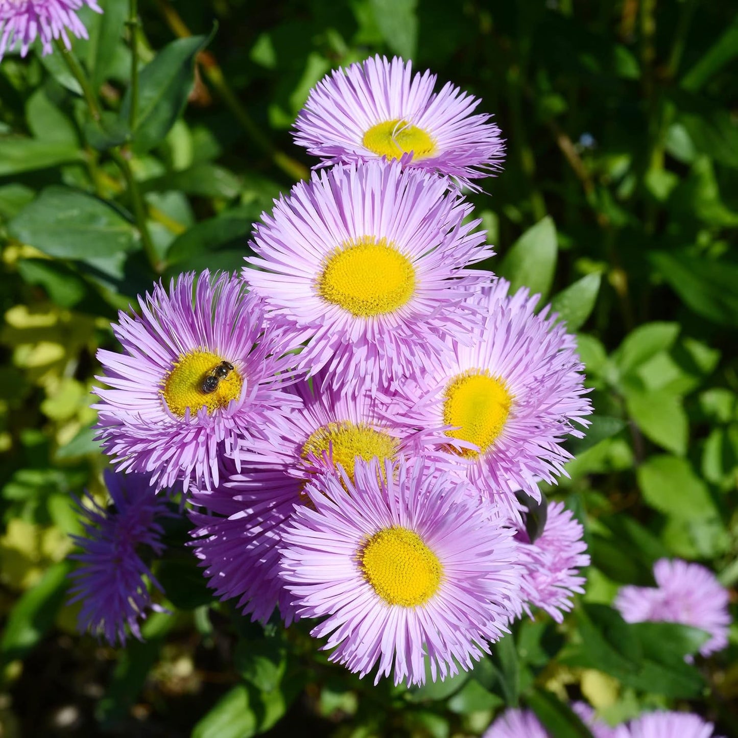 Erigeron Speciosus Flower  Seeds