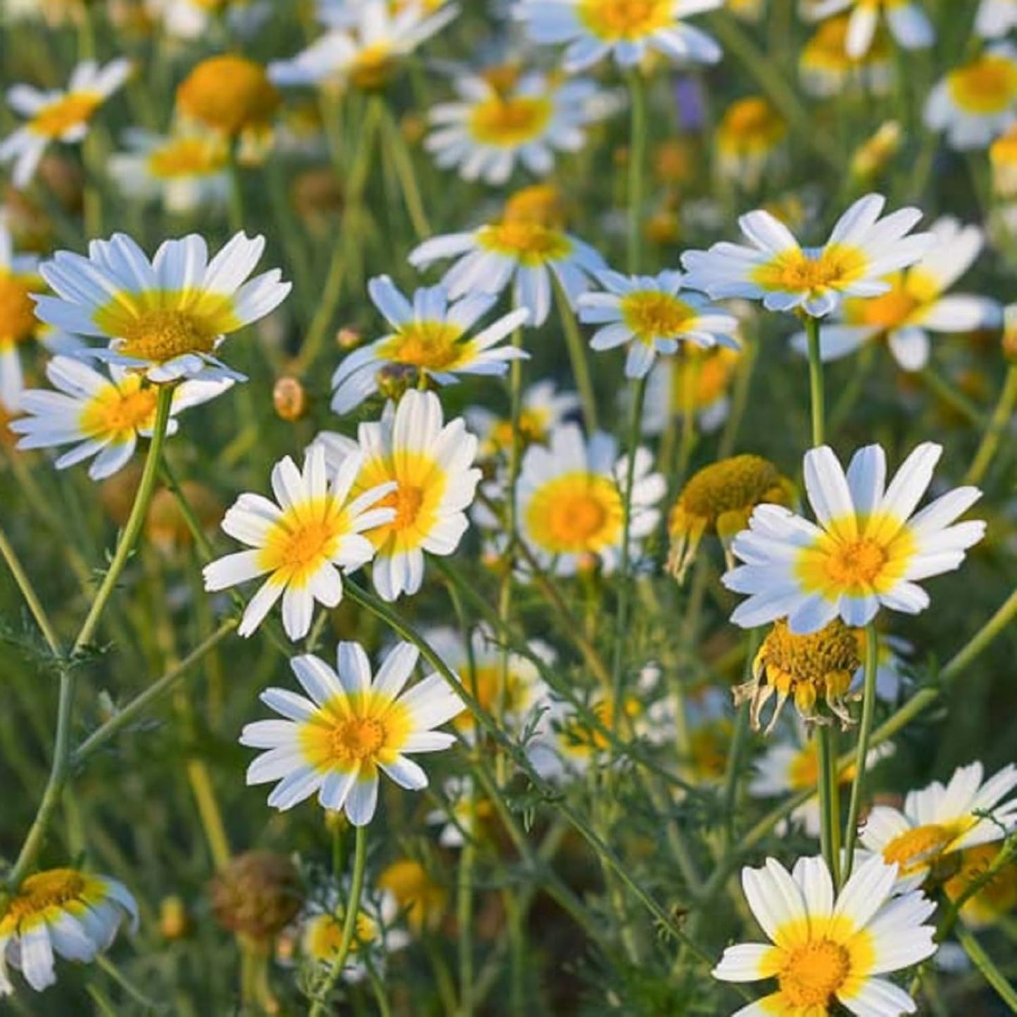 Glebionis Coronaria Flower Seeds