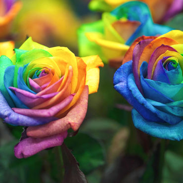 Rainbow Rose Flower Seeds