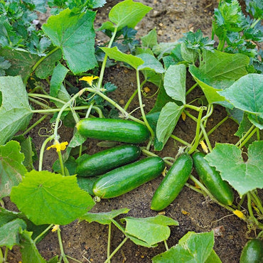 Cucumber "Natsu Fushinari" Vegetable Seeds for Planting – Heirloom, Non-GMO, High Yield, Annual