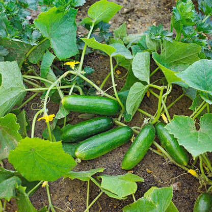 Cucumber "Natsu Fushinari" Vegetable Seeds