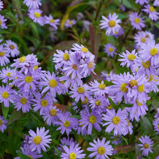 Aster Novi-Belgii Flower Seeds