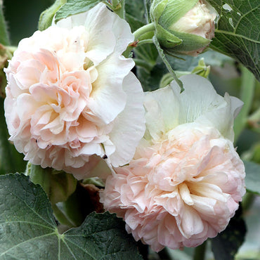 Apricot Peach Parfait Flower Seeds