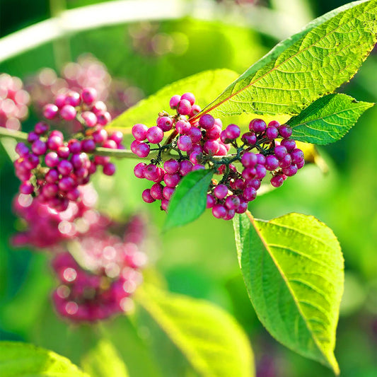 Callicarpa Americana Fruchtsamen