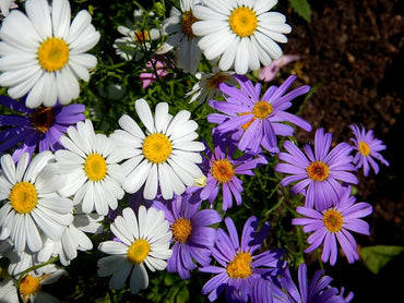 Swan River Daisy Flower Seeds