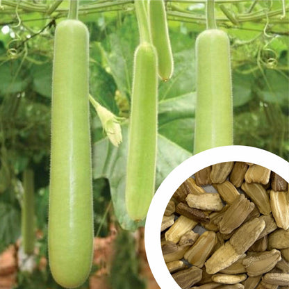 Semi di verdura di zucca bottiglia