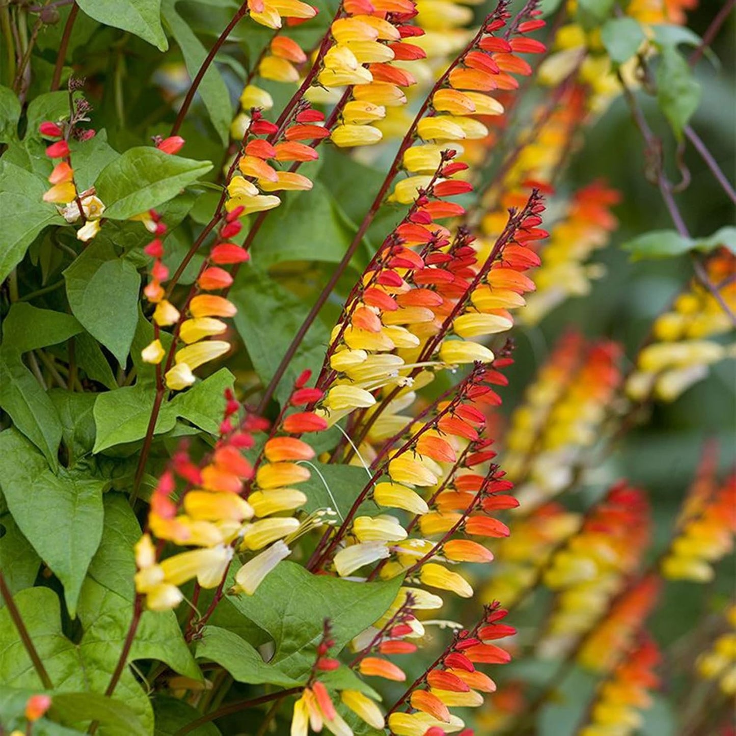 Ipomoea Lobata Flower Seeds