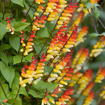 Ipomoea Lobata Flower Seeds