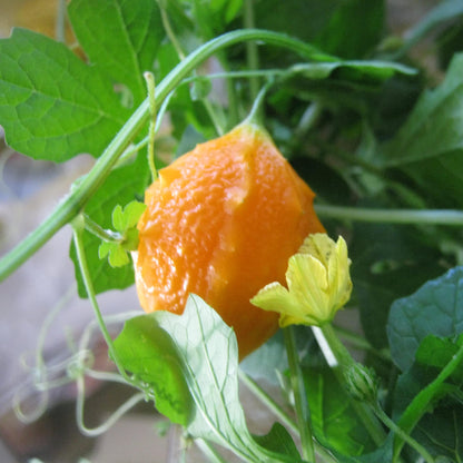 sera seed plant Jamaican Cerasee (Momordica charantia) Vegetable Seeds for Planting – – Pure Asia Seeds