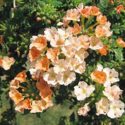 Peaches and Cream Verbena Flower Seeds