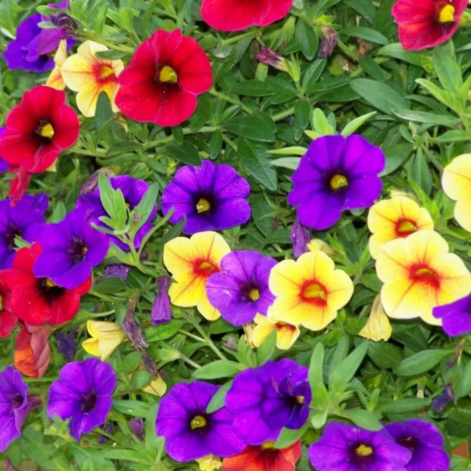 million bell flower seeds Calibrachoa Million Bells Flower Seeds for Planting – Heirloom, Non-GM – Pure Asia Seeds