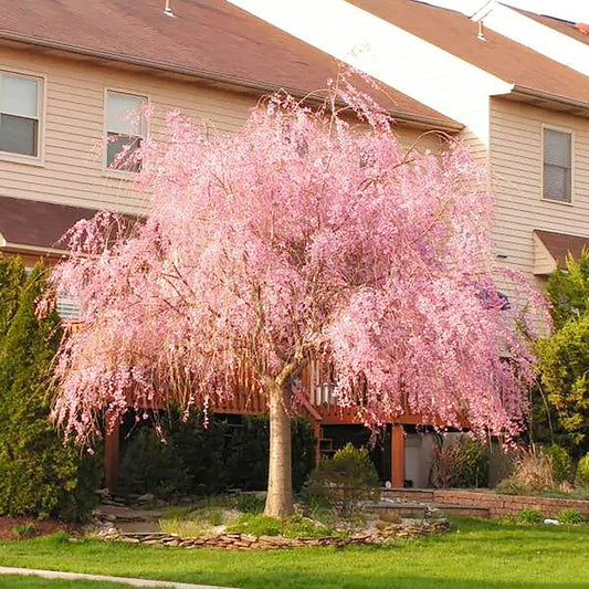 Dwarf Weeping Purple Pink Cherry Flower Seeds