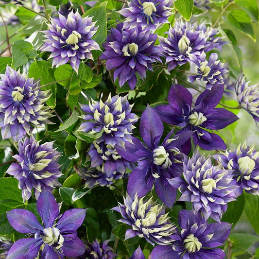 Clematis Double Dark Purple Flower Seeds