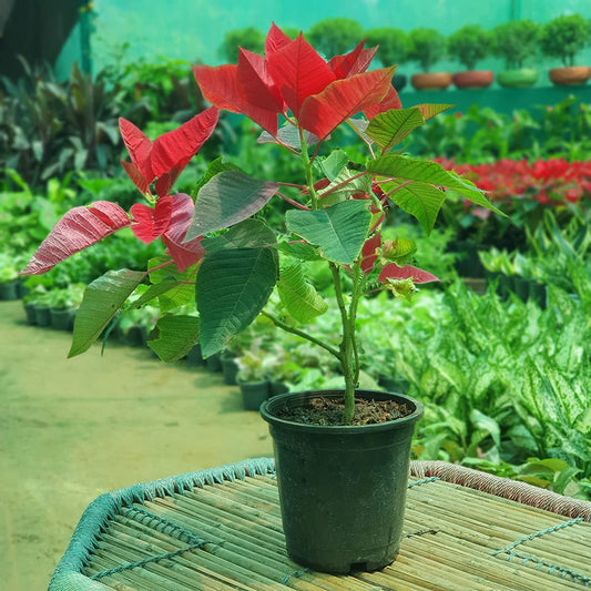 Poinsettia Shrub Flower Seeds