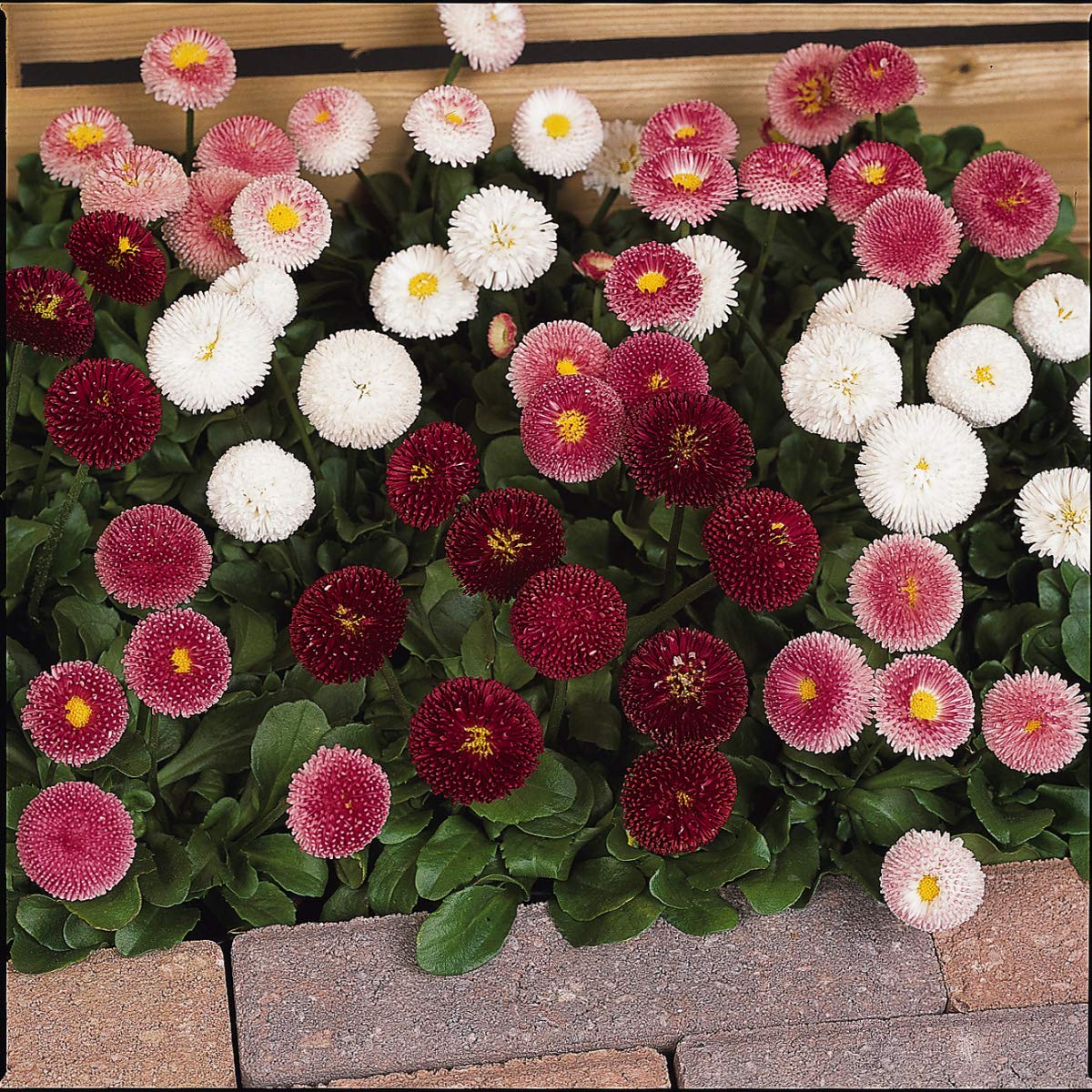 Englische Gänseblümchen, Bellis Perennis, Blumensamen