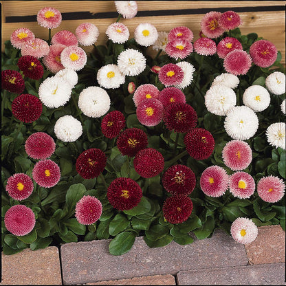 Englische Gänseblümchen, Bellis Perennis, Blumensamen