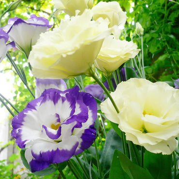Lisianthus Prairie Gentian Flower Seeds