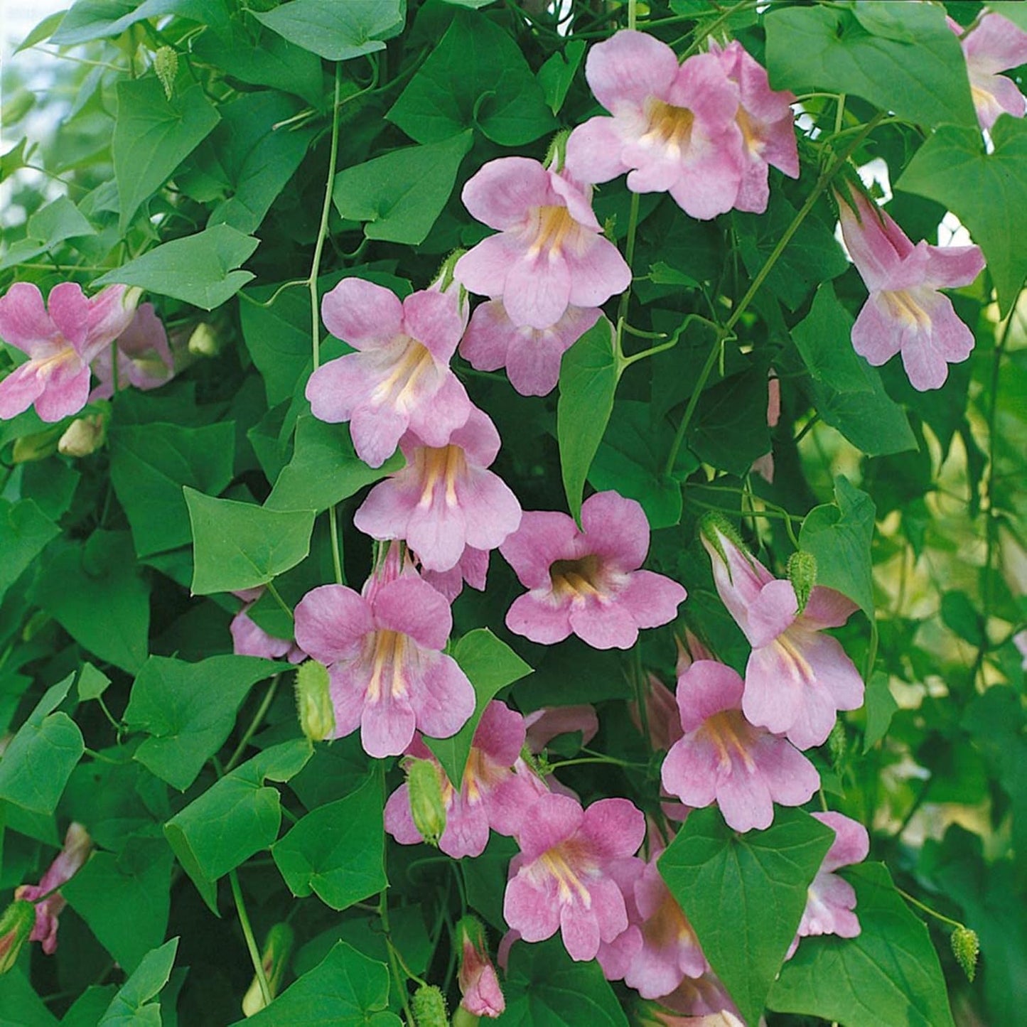 Climbing Snapdragon Flower Seeds