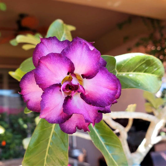 Double White-Purple Desert Rose Flower Seeds
