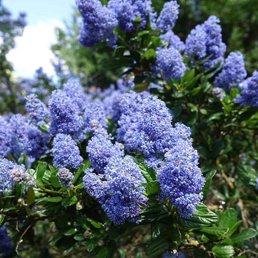 Creeping Mountain Lilac Shrub Seeds
