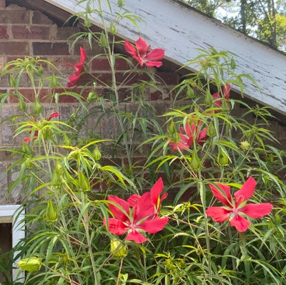 Texas Star Red Hibiscus Flower Seeds