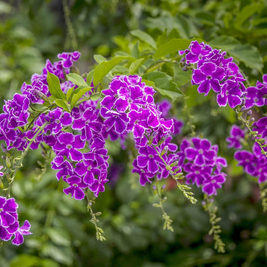 Duranta Erecta Flower Seeds