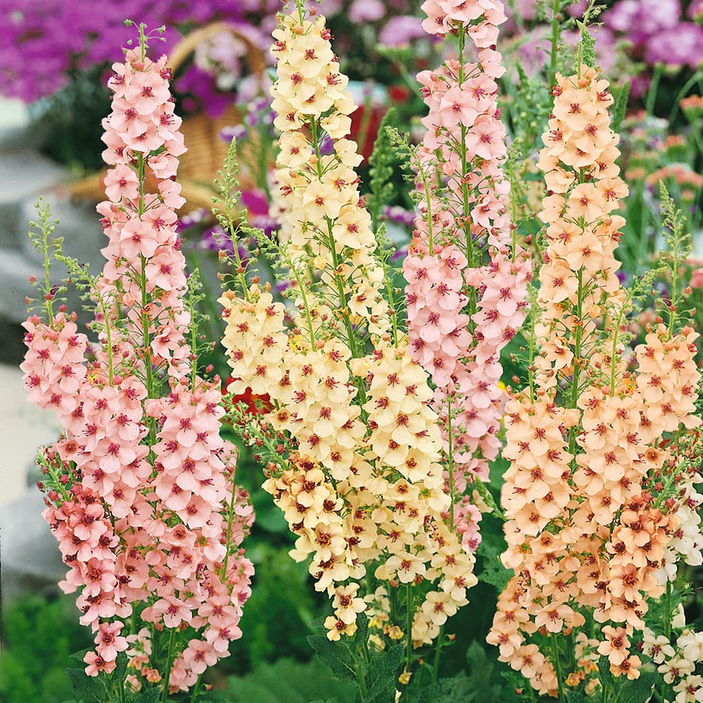 Antique Rose Verbascum Flower seeds for Planting - Cottage Garden Essential, Heirloom & GMO Free Seeds for Home Garden
 
 Sale