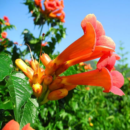 Hummingbird Vine Flower Seeds