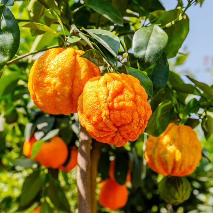 Bitterorangenfruchtsamen