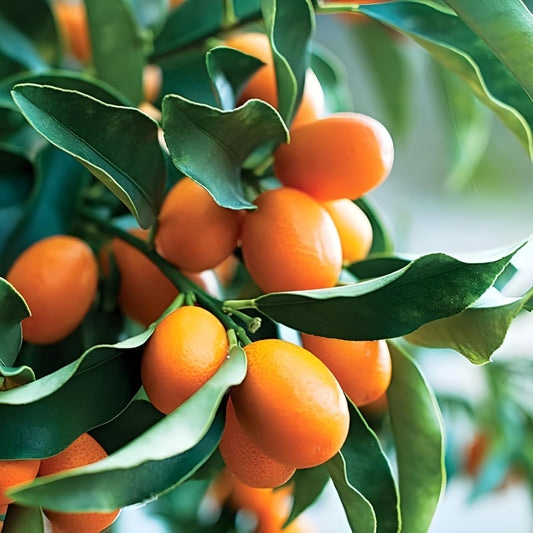 Semillas de fruta de naranja kumquat