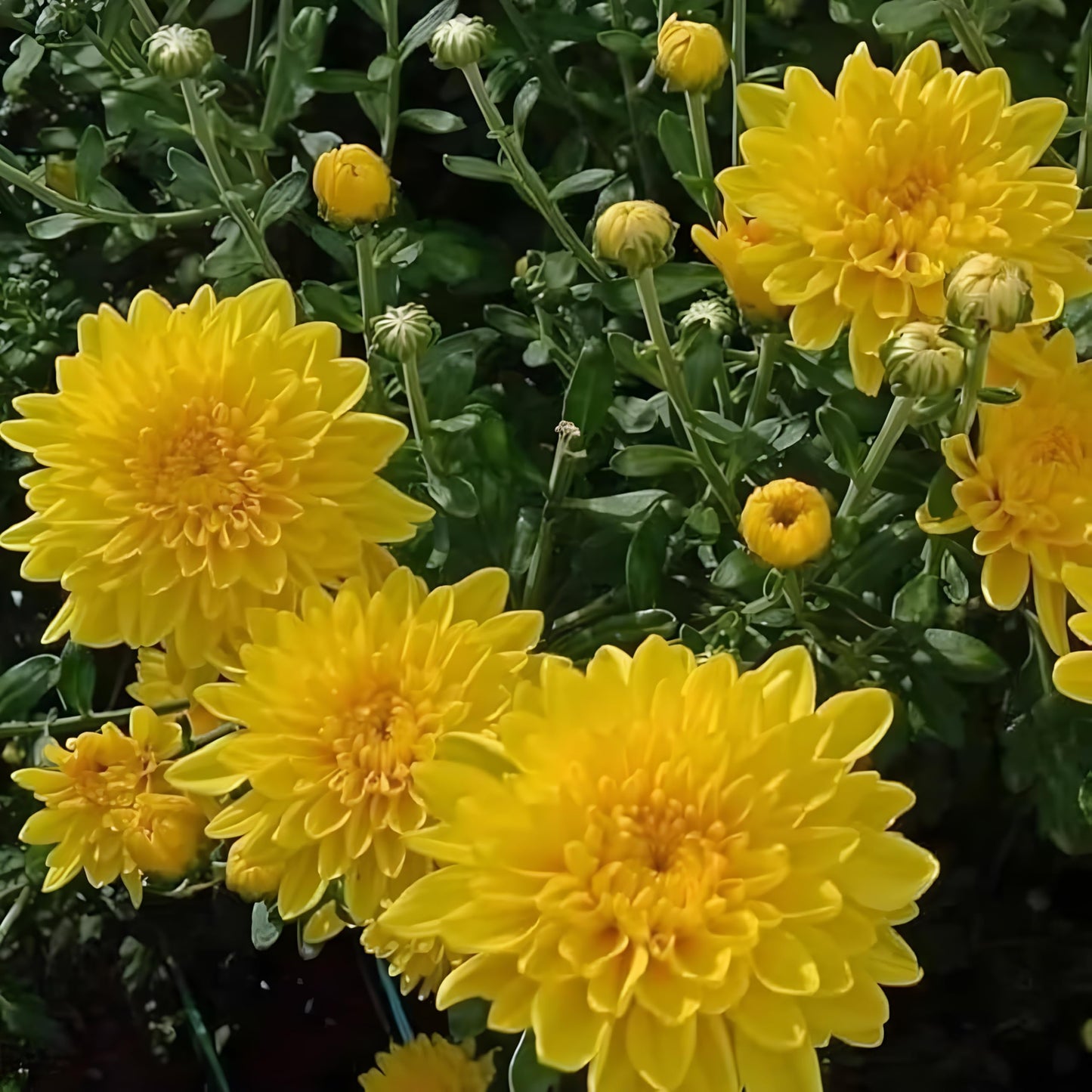 Yellow Chrysanthemum Flower Seeds