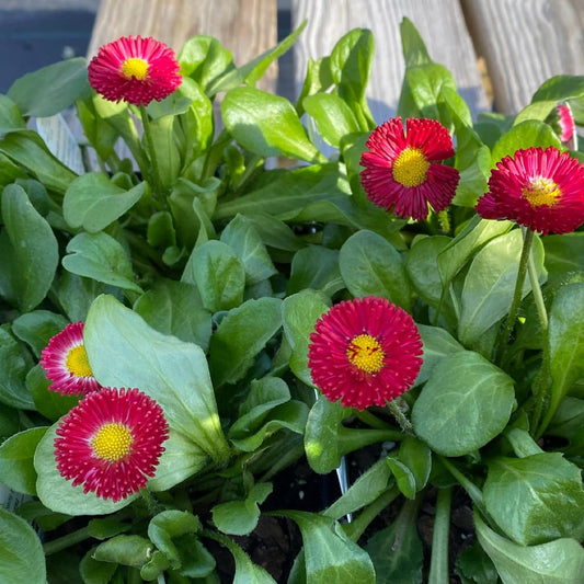 Bellis Perennis Galaxy Rose Flower Seeds