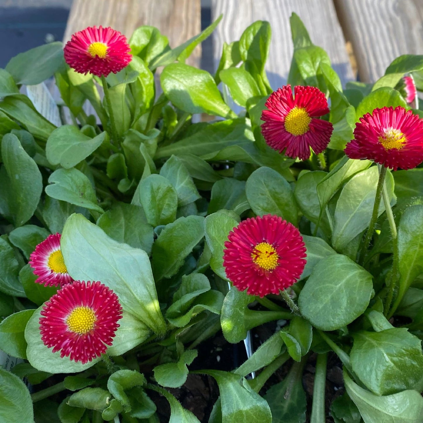 Bellis Perennis Galaxy Rose Flower Seeds