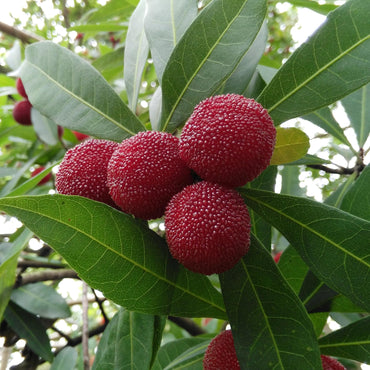 Myrtefruchtsamen