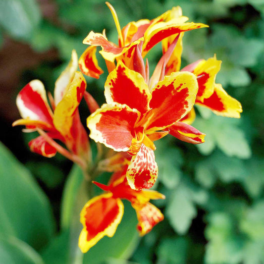 Canna 'Lucifer' Flower Seeds