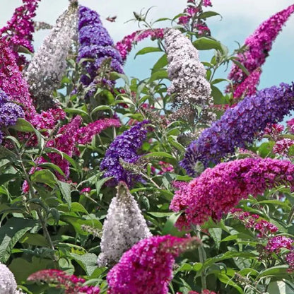 Mixed Colors Butterfly Bush Flower Seeds
