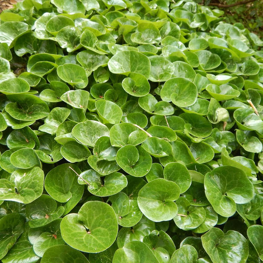 Canadian Wild Ginger Herb Seeds