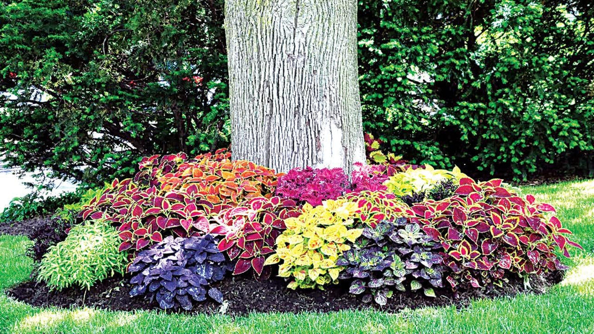 Coleus (Coleus Flower) seeds for planting in home garden